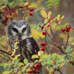 Owl Rose Bush