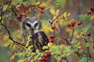 Owl Rose Bush