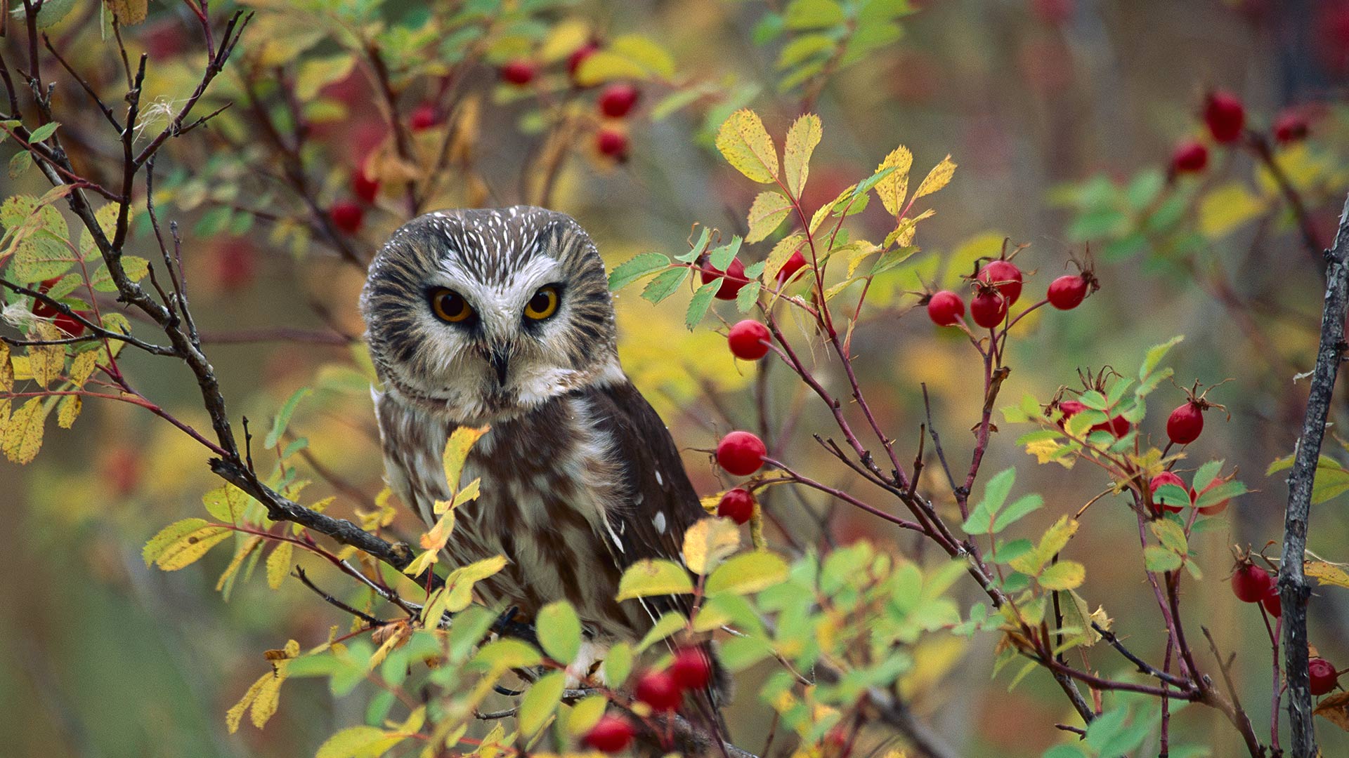 Owl Rose Bush