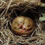 Sleeping Dormouse