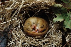 Sleeping Dormouse