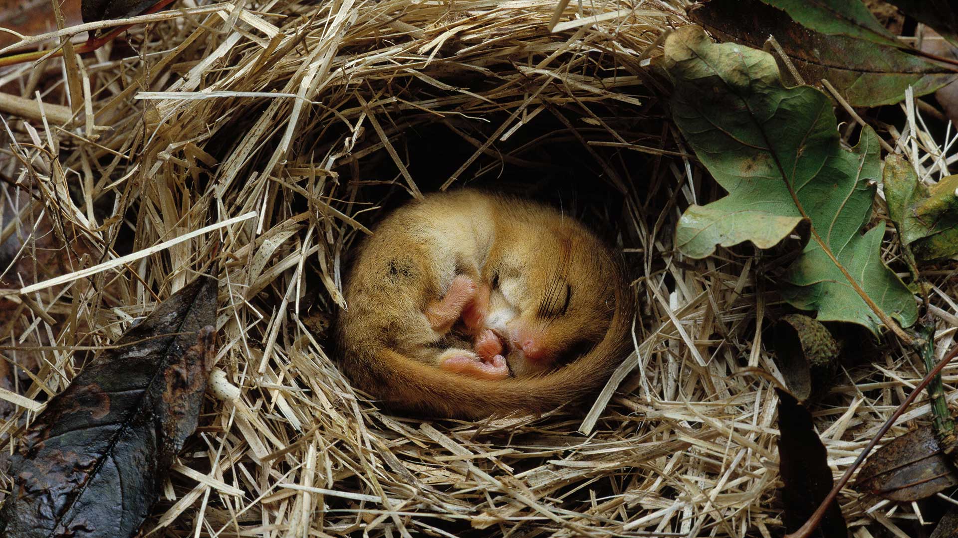 Sleeping Dormouse