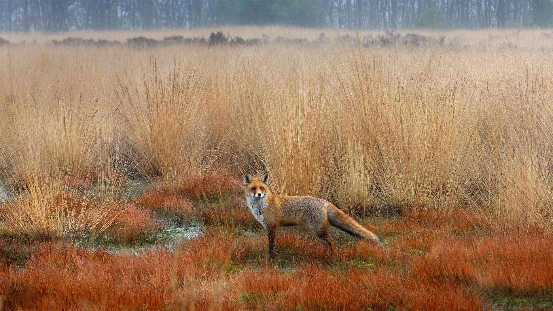 True Fox