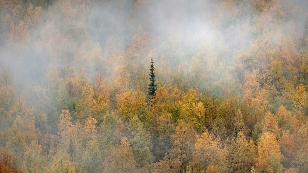 Yukon Fall – Bing Wallpaper Download