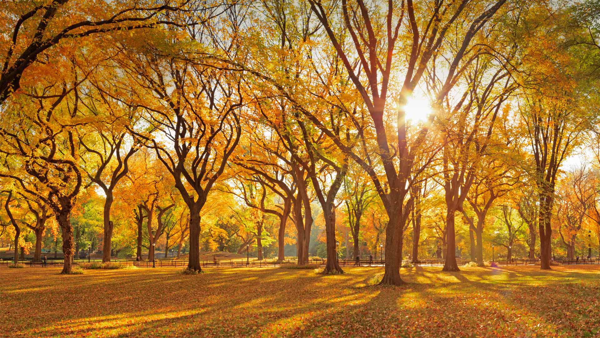 Central Park’s Mall