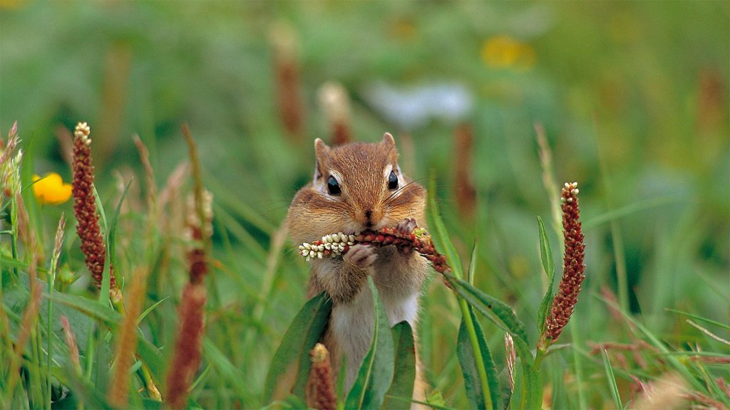 Chipmunk Thanksgiving