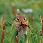 Chipmunk Thanksgiving