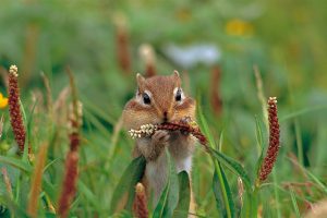 Chipmunk Thanksgiving