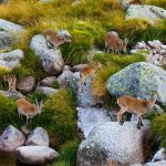 Iberian Ibex