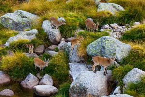 Iberian Ibex