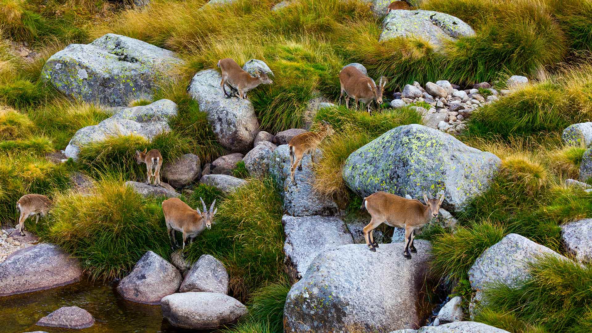 Iberian Ibex