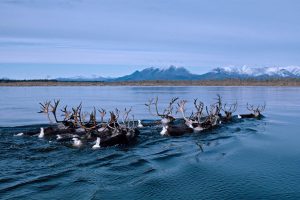 Kobuk River