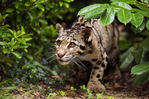 Leopard Shrubs