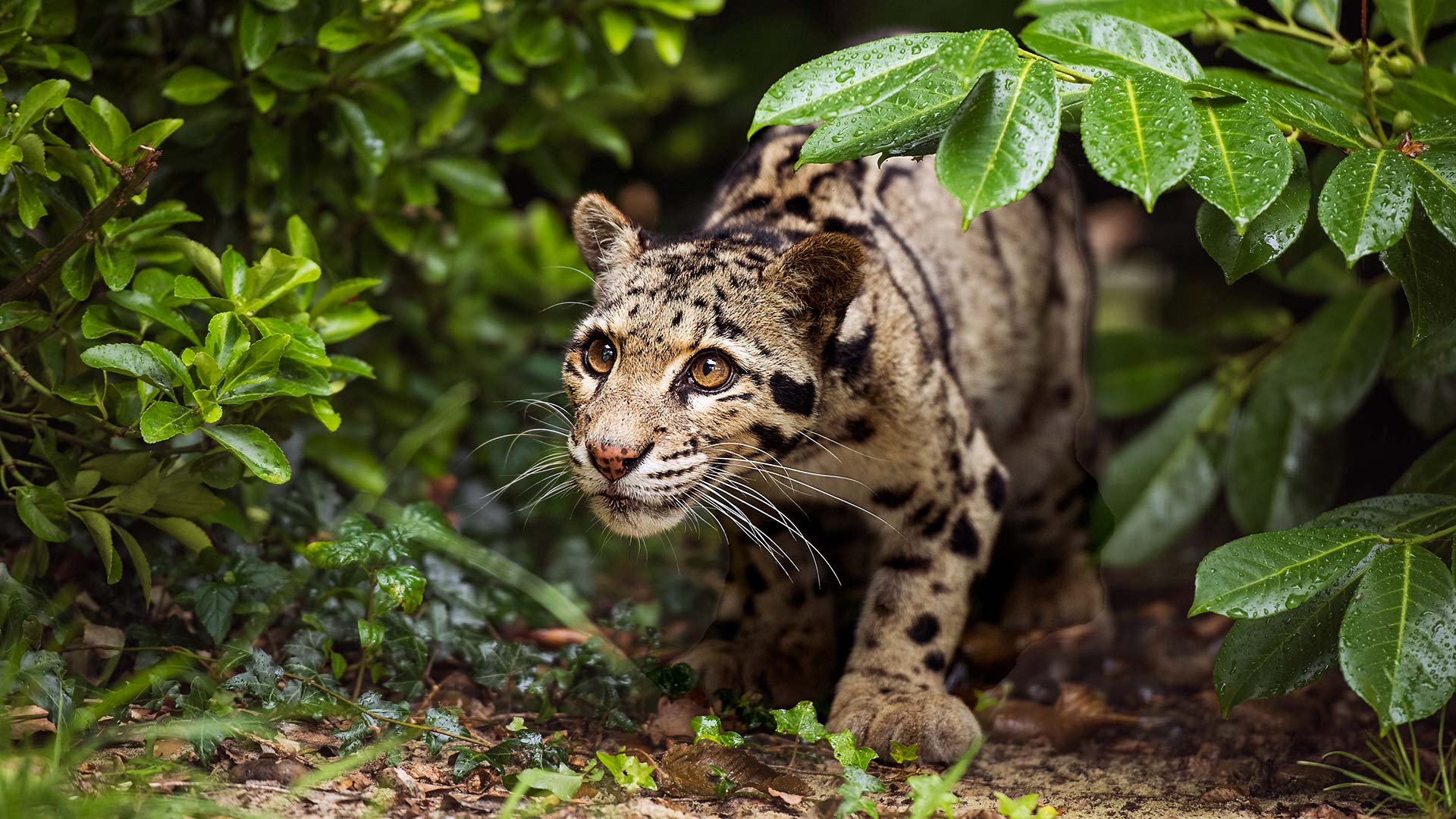 Leopard Shrubs