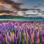 Lupine NZ