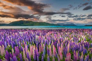 Lupine NZ