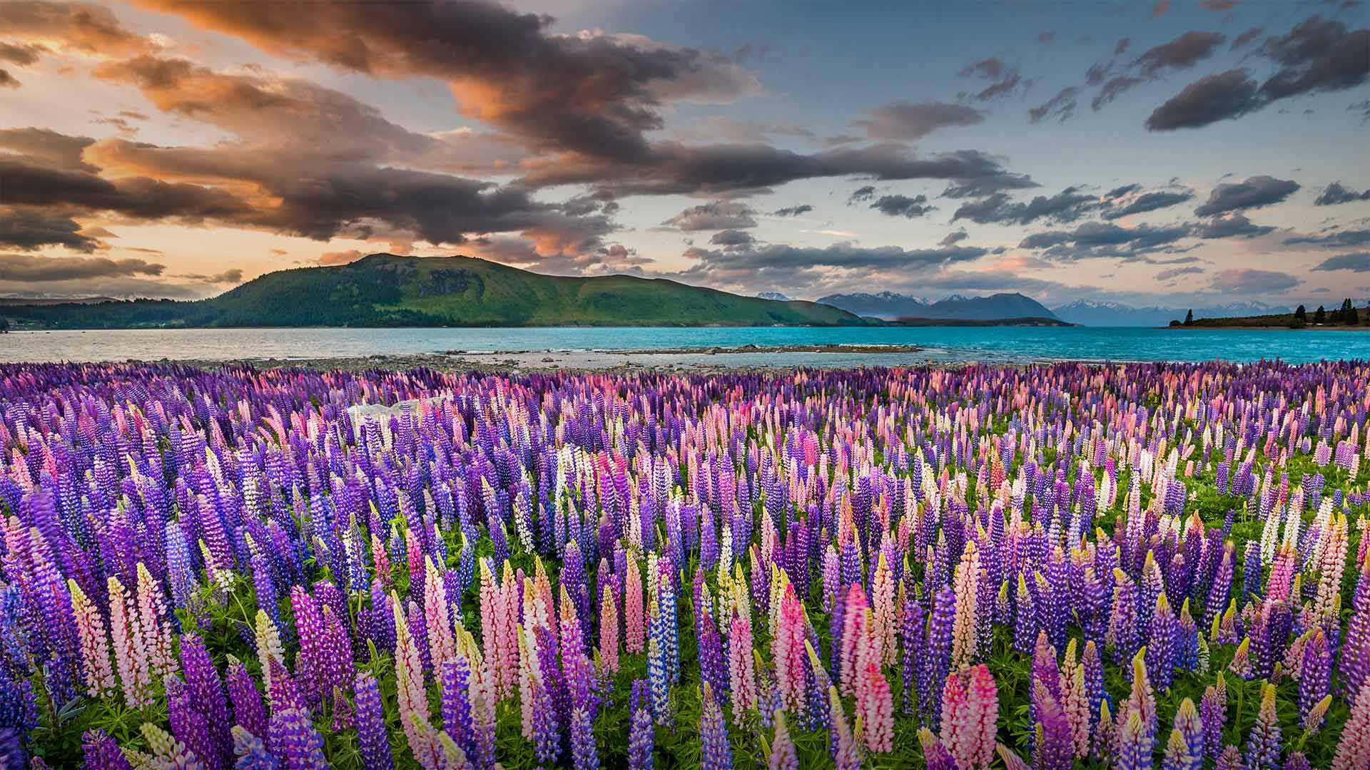 Lupine NZ