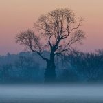 Misty Trees