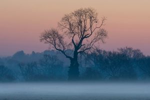 Misty Trees