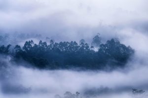 Munnar Mist