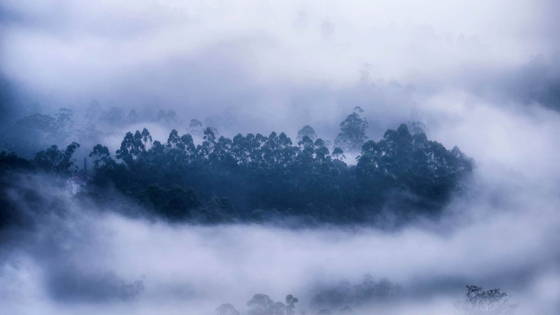 Munnar Mist