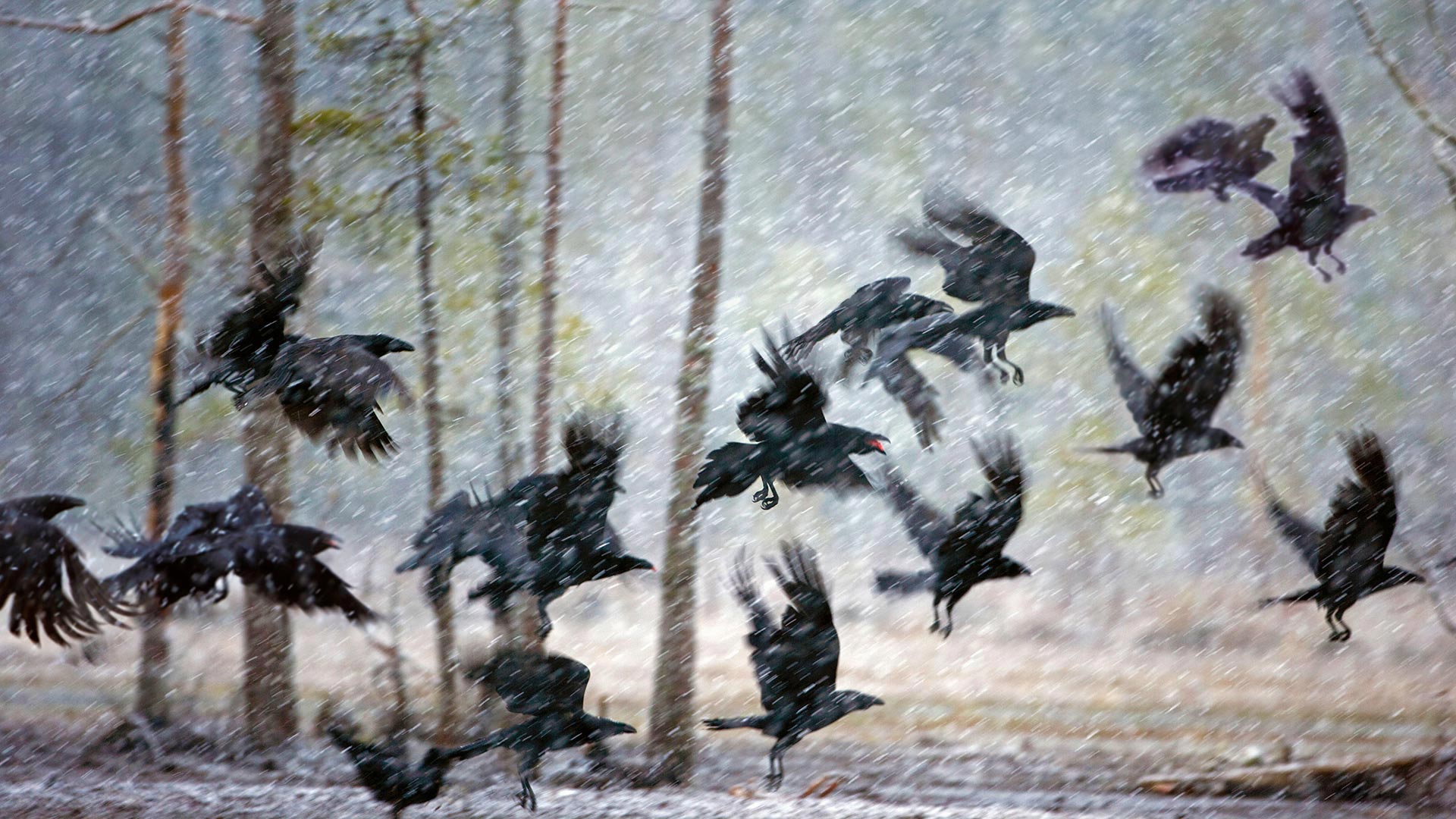 Ravens Snow