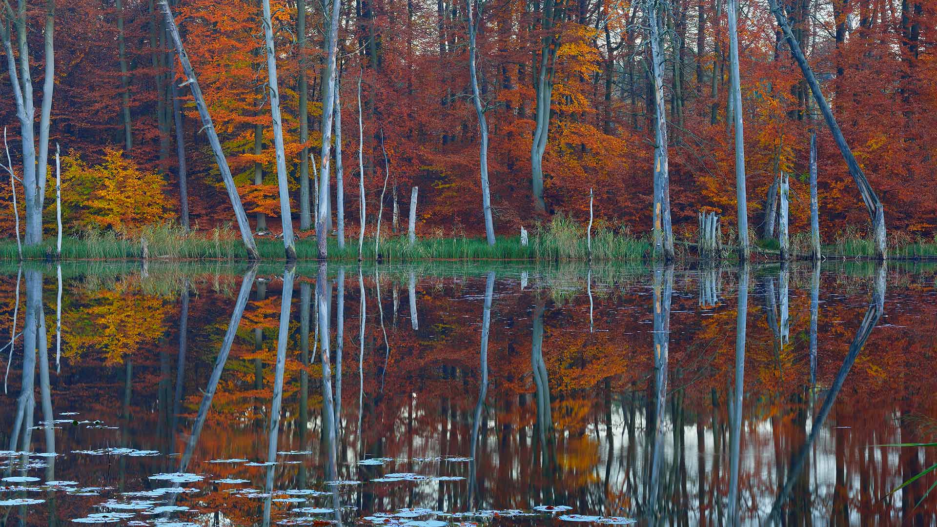 Schweingartensee