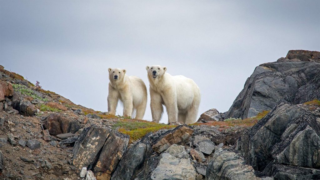 Torngats Mt