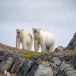 Torngats Mt