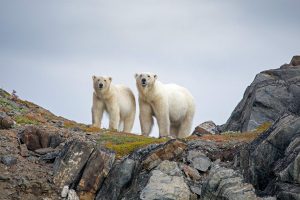 Torngats Mt