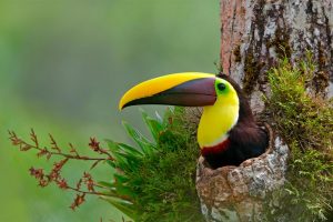 Toucan Costa Rica