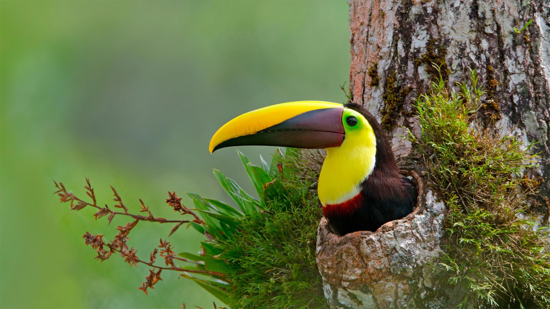 Toucan Costa Rica