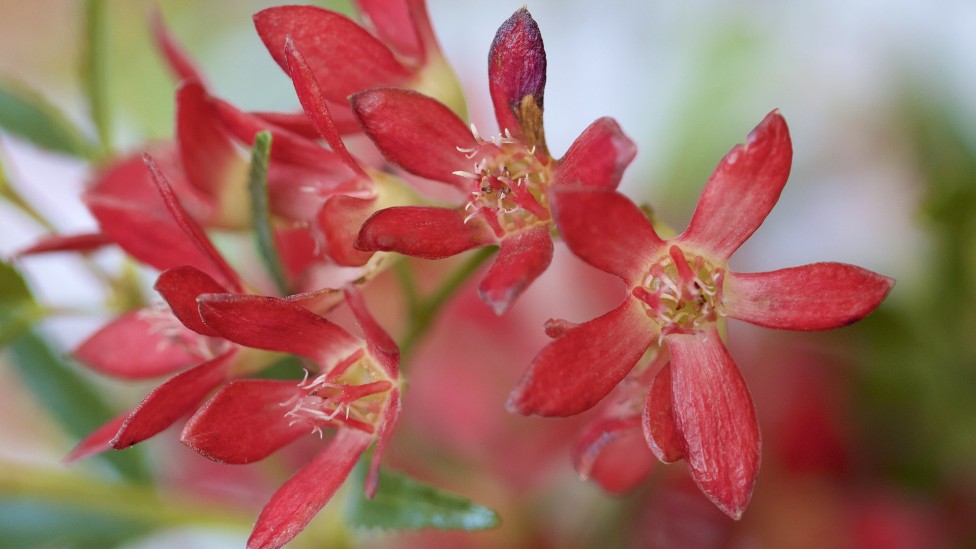 Aus Xmas Bush