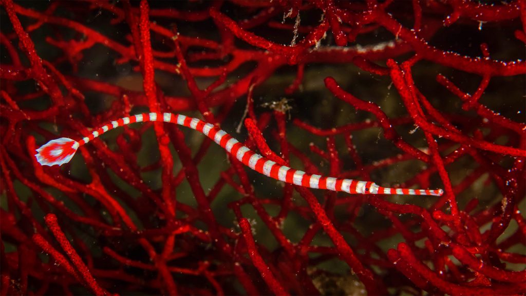 Banded Pipefish