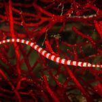 Banded Pipefish