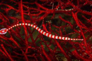 Banded Pipefish