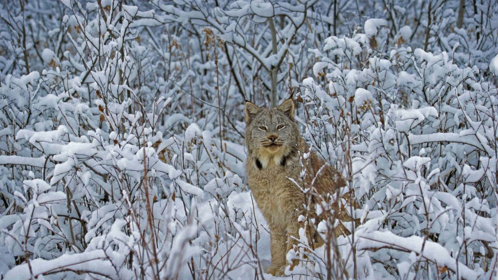 Canada Lynx