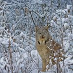 Canada Lynx