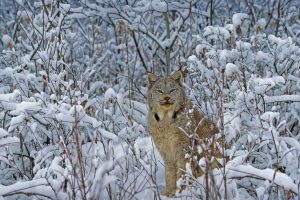 Canada Lynx