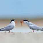 Common Terns Giving