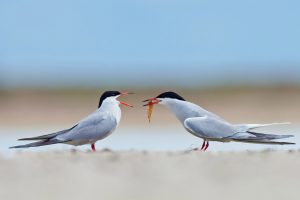 Common Terns Giving