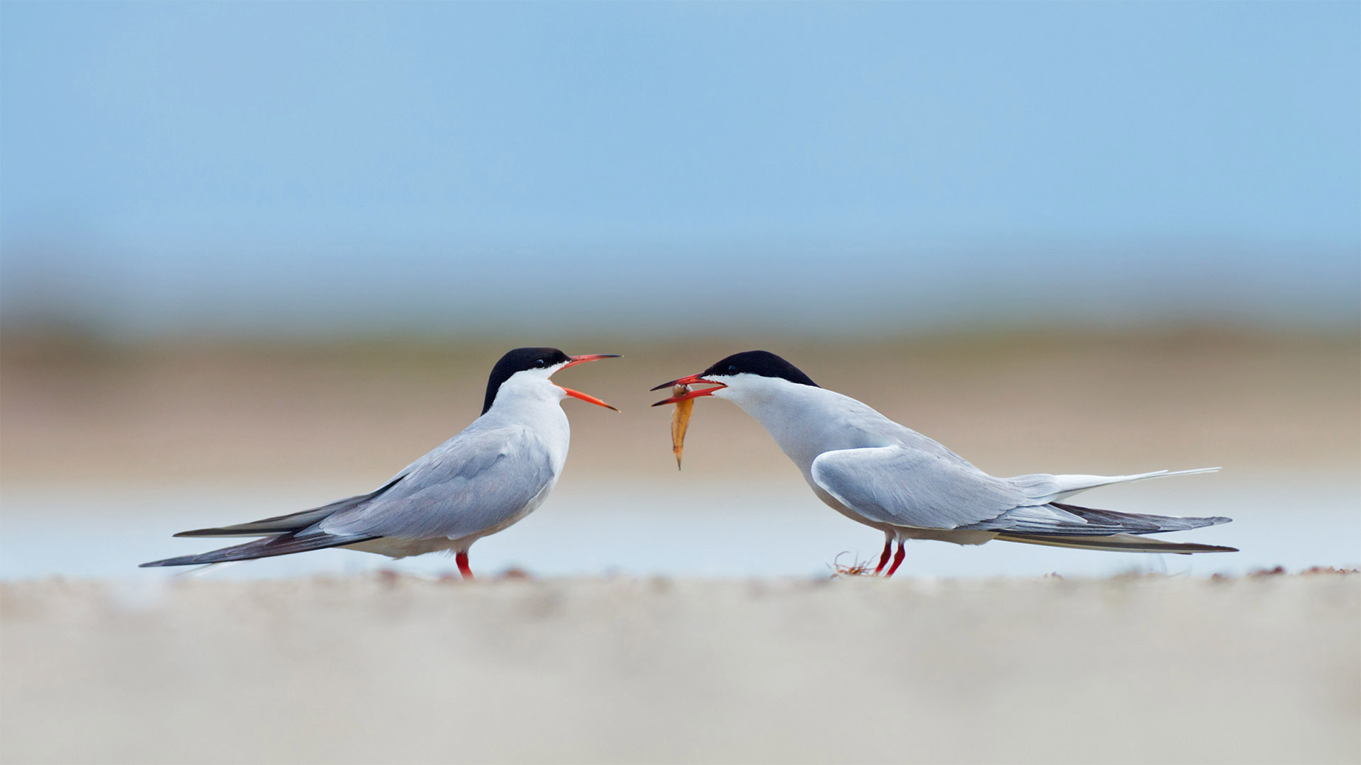 Common Terns Giving