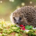 Hedgehog Holly