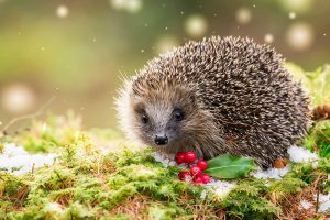 Hedgehog Holly