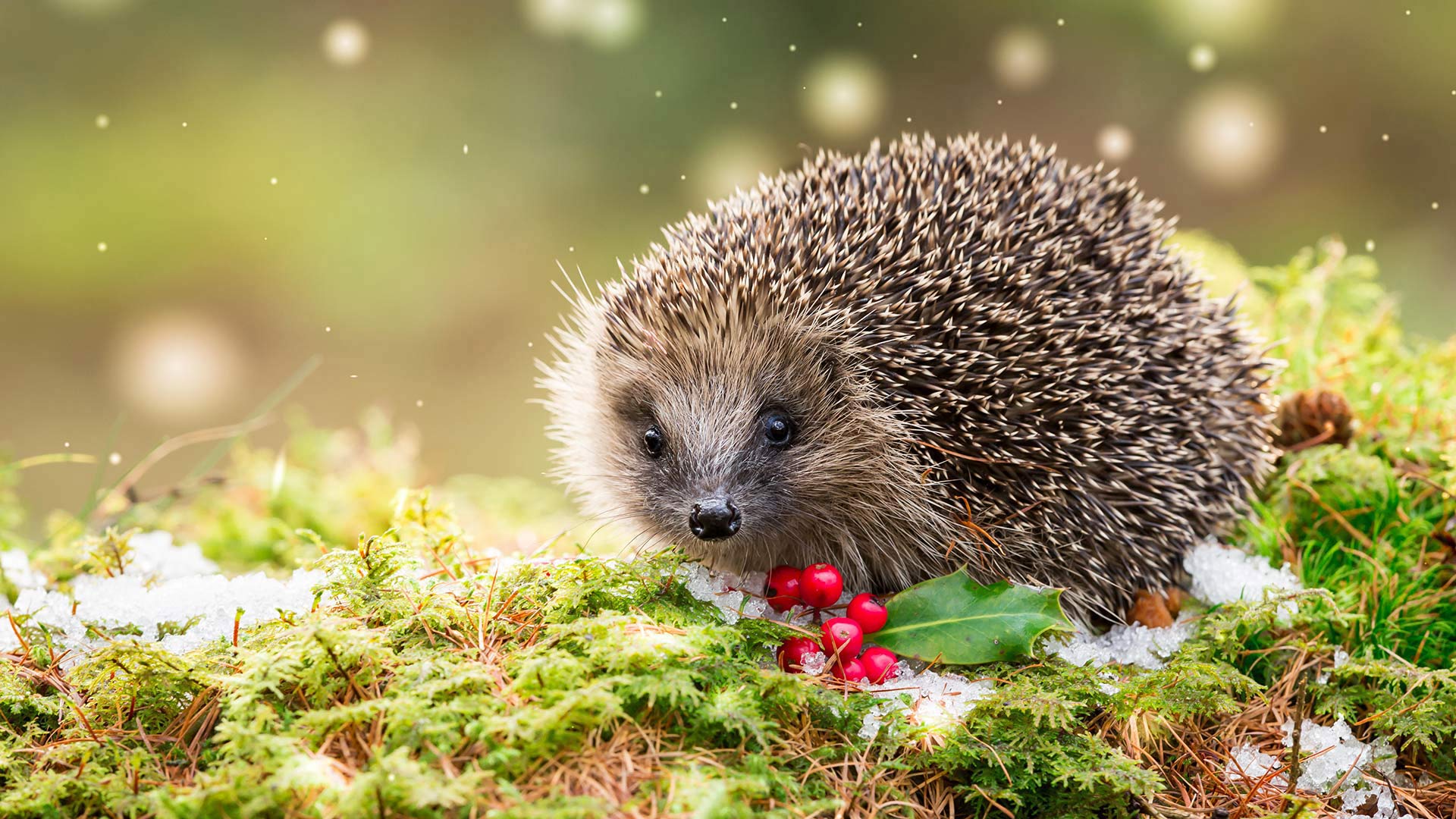 Hedgehog Holly