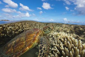 Lady Elliot Turtle