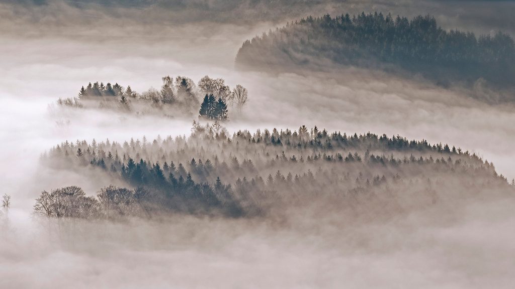 Meschede Wald