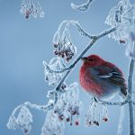 Pine Grosbeak