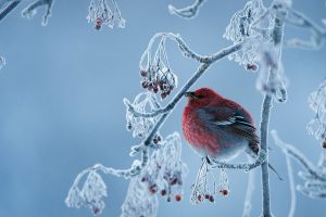 Pine Grosbeak