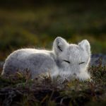 Sleeping Arctic Fox